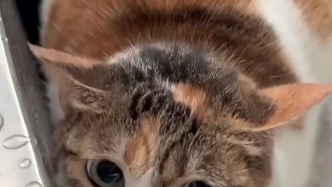 LOL_ Latest Funny Cats Shorts Videos Funny Animals Videos Compilations ------ -EPS742