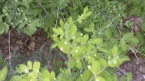 Honeysuckle