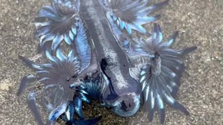 Blue Dragon Sea Slug Gently Swims