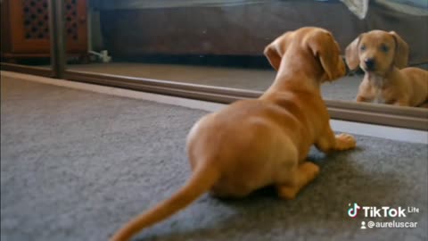 A Dog Fights Whith His Reflection In The Mirror