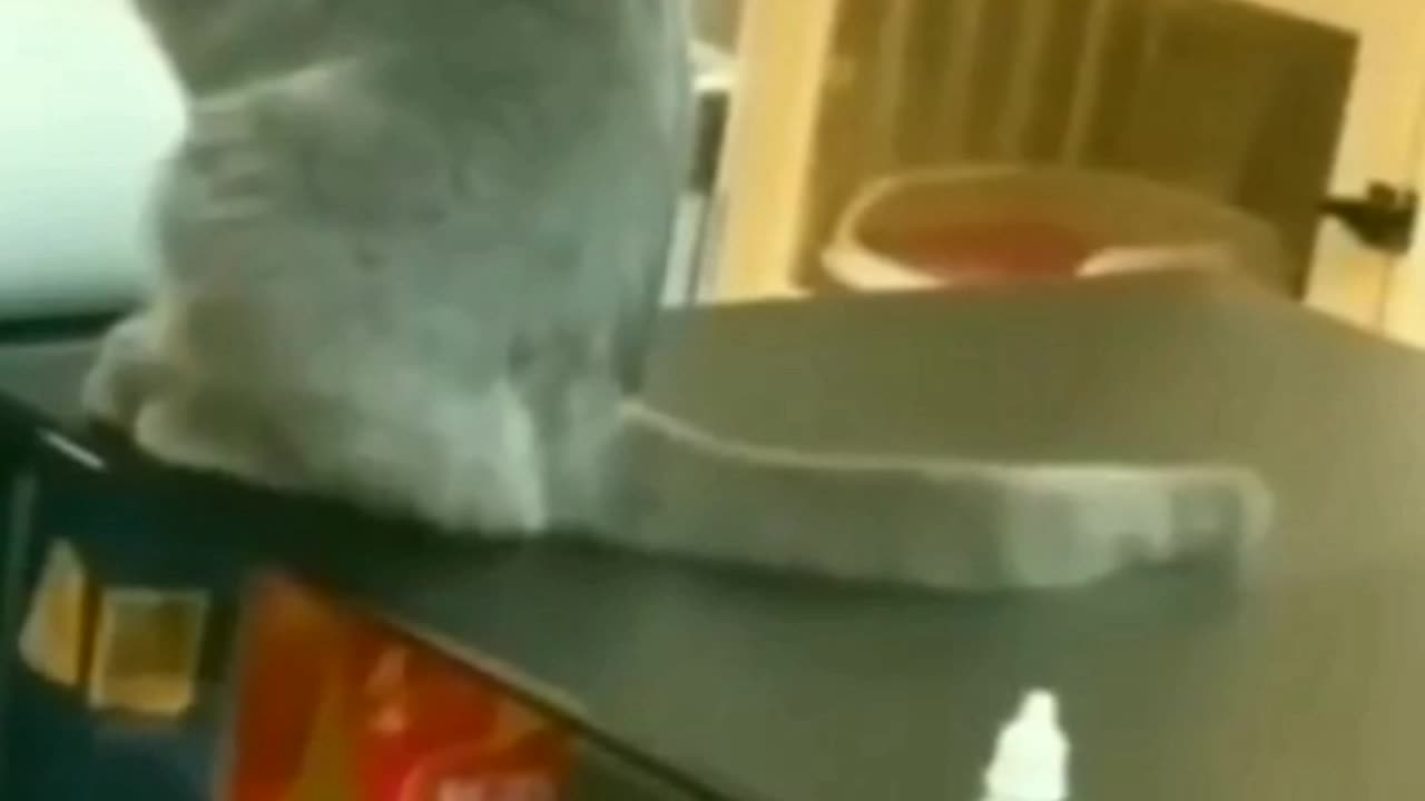 Funny video cat