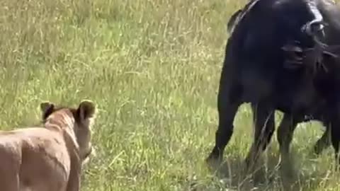 Buffalo fights off lions to save newborn