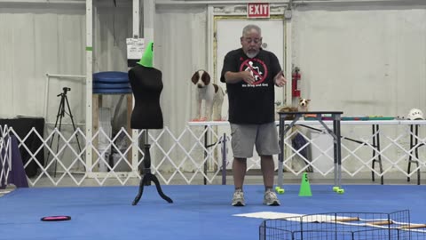 Dog training in home