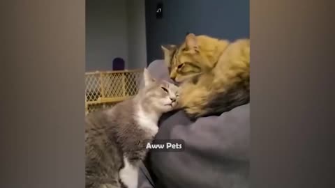 Funniest Animals - Funniest Cats and Dogs 😺🐶 _Pets
