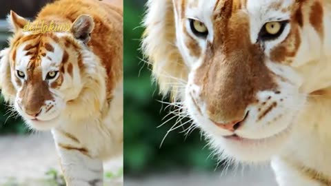 GREGETTT..!! MEET THE MOST RARE TIGER..! THERE ARE ONLY 30 TAILS IN THE WORLD..! SO BIGTTTT