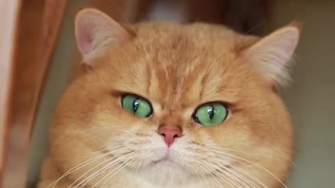 Funny cat😍 funny video cat