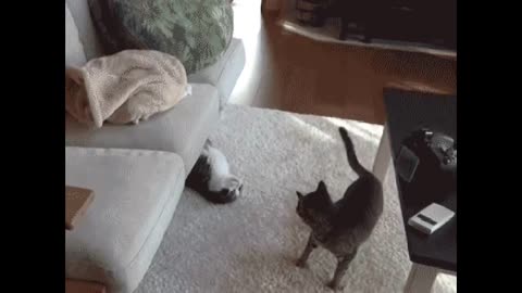 Funny cat video