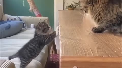 Funny Cats Video
