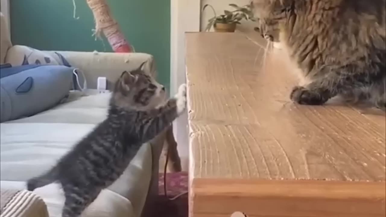 Funny Cats Video
