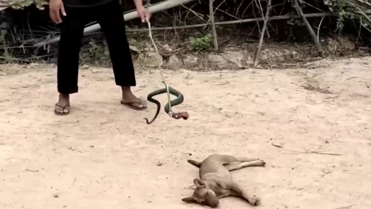 Troll prank dog funny & fake lion and fake tiger