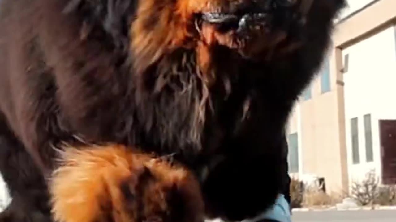 The Tibetan Mastiff is intelligent, loyal, and agile. They are one of the breeds that are easy to t