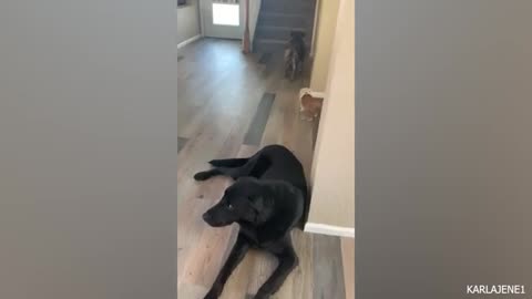 Funny Dog