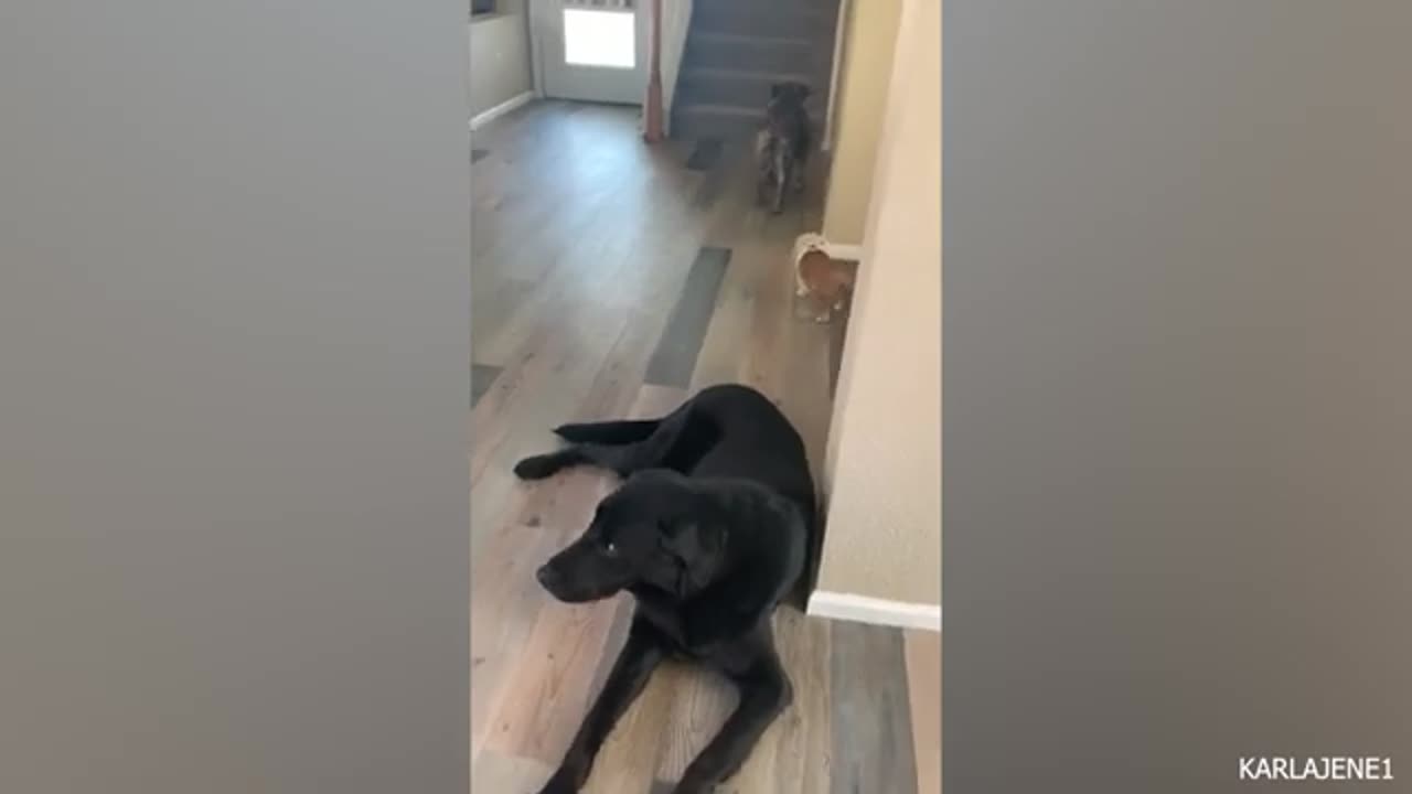 Funny Dog