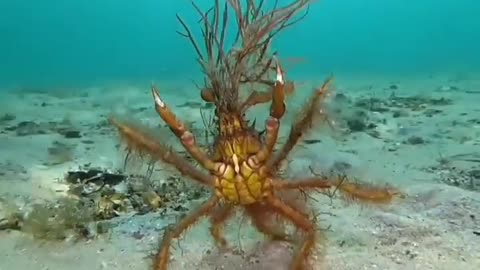 This is a beautiful and charming water-dwelling species