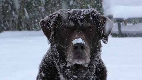Chien sous la tombée de neige