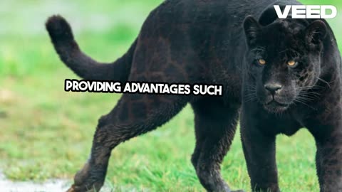 Fun Fact#61- Why Panthers are Black?