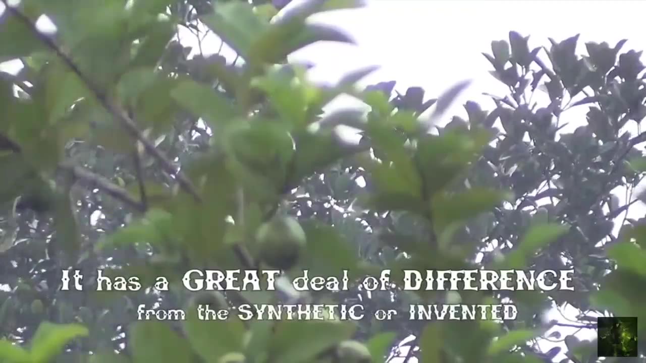 Did you know bumblebees can't fly. It's Aerodynamically impossible..