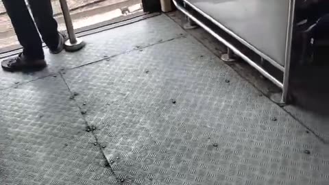 Train lovers and