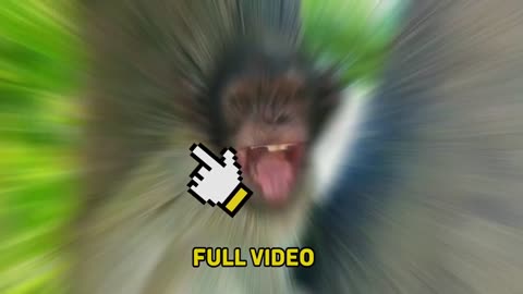 funny animals cute monkey