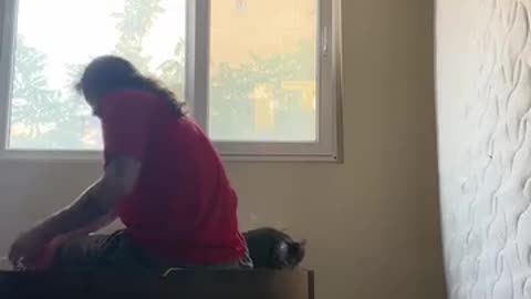 Funny cats