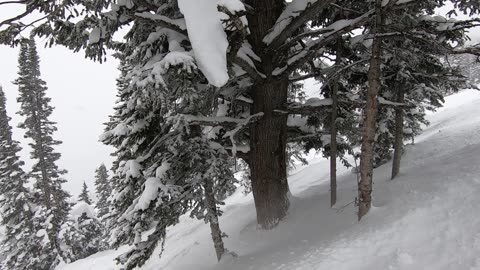 Jackson Hole Powder Tree Run