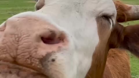 Hero of the Week baby cow