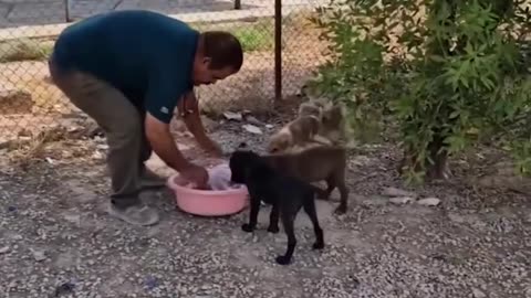 Cute cat