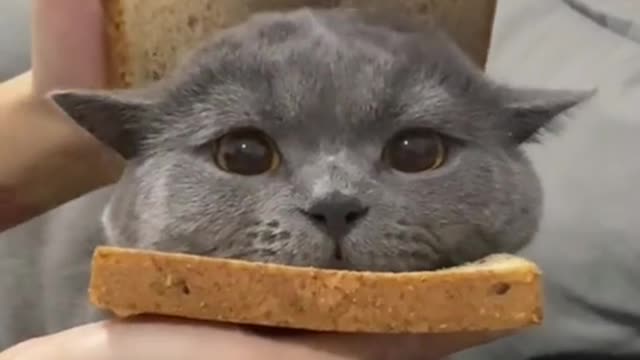 Cat burger#foryou #funnyanimals #cute #cat #kitty #burger