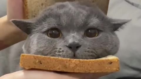 Cat burger#foryou #funnyanimals #cute #cat #kitty #burger