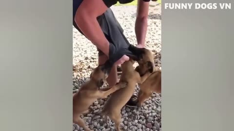 Funniest Cats and Dogs