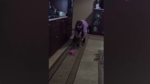 Try not to laugh Cats & Dogs video compilation
