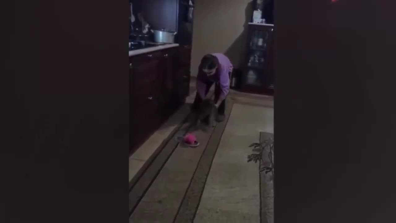 Try not to laugh Cats & Dogs video compilation