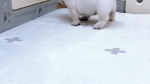 # Cute animals