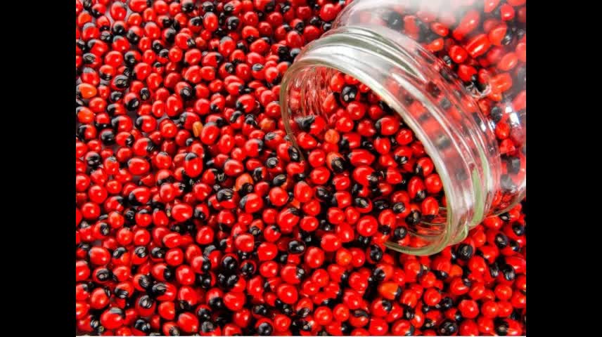POISONOUS-ROSARY PEA