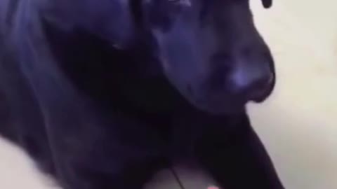 FUNNY DOG REACTION <<FUN <FUN