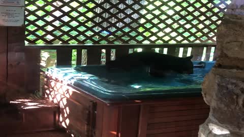 Three Black Bear Cubs Play in Hot Tub