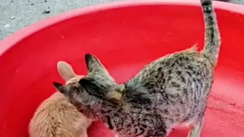 Kucing vs kelinci
