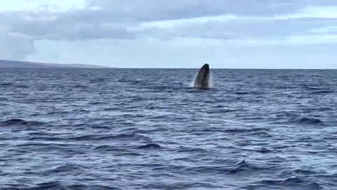 Maui humpback whales aggressively compete for female in a show of strength.
