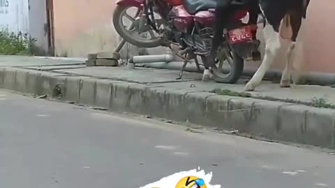Bulk sex with Bike
