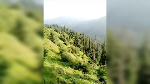 beautiful forest view #trending video