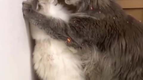 Cute 😍 cat's love ❤️ ||