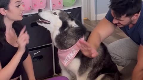 Meekathehusky is really protective when it comes to her mom 😂