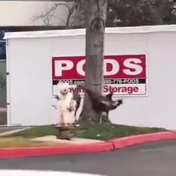 Qualcosa sta Arrivando - Altri animali che girano in tondo