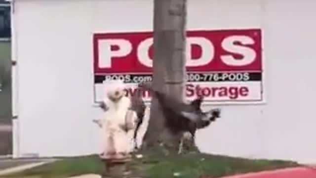 Qualcosa sta Arrivando - Altri animali che girano in tondo