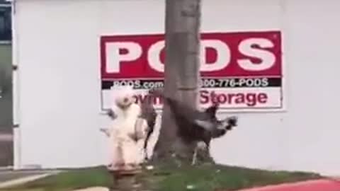 Qualcosa sta Arrivando - Altri animali che girano in tondo