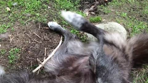 A very happy wolf