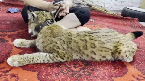 We comb the wild lynx. Wild cat purrs