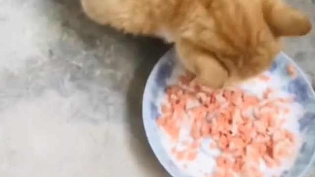 I want to eat full.