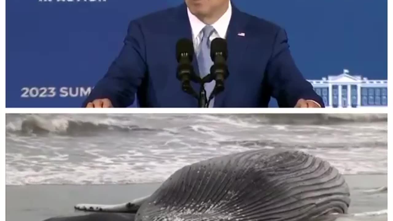 Suspeita-se que as recentes mortes de baleias apontaram o ruído criado...