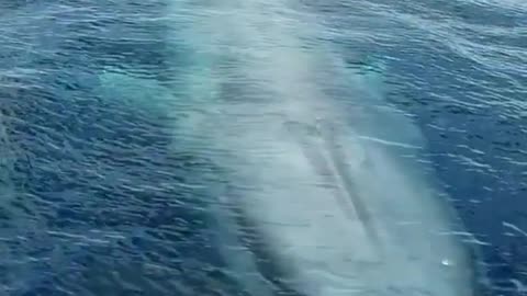 A huge whale